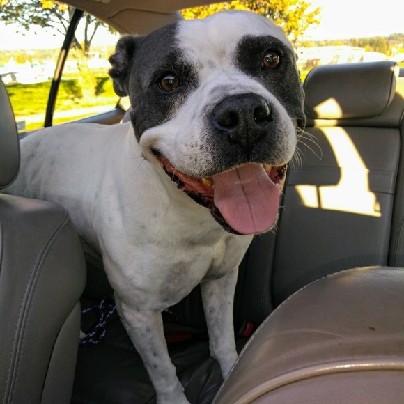 CAVIAR TASTE ON A SARDINE BUDGET - Picture 7 of 8